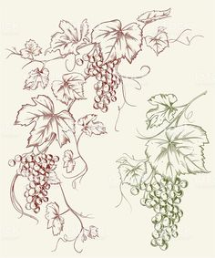 a bunch of grapes hanging from a vine with leaves royalty - art illustration on white background