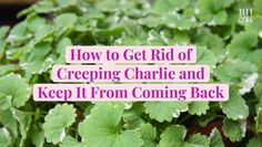 green plants with the words how to get rid of creeping charlie and keep it from coming back