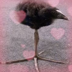 an ostrich is standing on the ground with hearts in it's fur