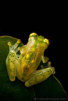 a yellow frog sitting on top of a green leaf