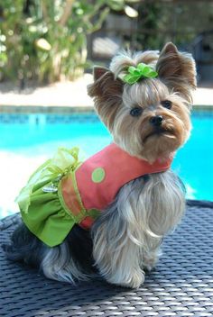 a small dog sitting on top of a table next to a pool wearing a green and pink shirt