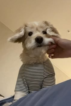 a small white dog sitting on top of a bed next to a person's hand