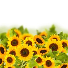 a bunch of yellow sunflowers with green leaves