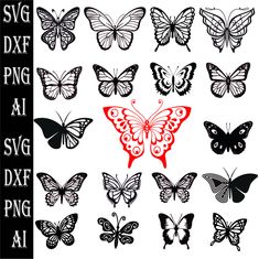 various butterflies with different shapes and sizes