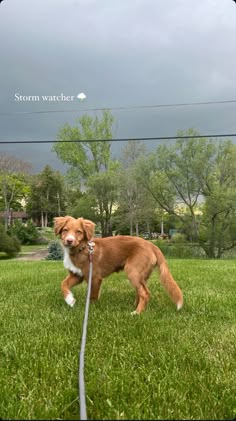 a brown and white dog standing on top of a lush green grass covered field next to a power line