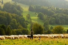 a man standing in front of a herd of sheep on top of a lush green hillside