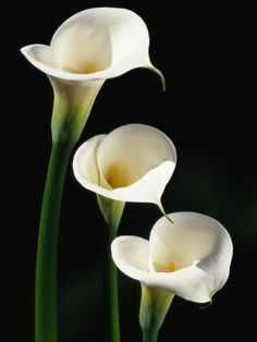 three white flowers with green stems on a black background