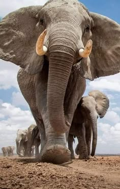 an elephant with tusks is walking in the dirt and some other elephants are behind him