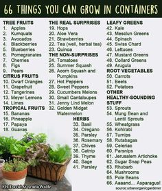 a table with some plants on it and the words 6 things you can grow in containers