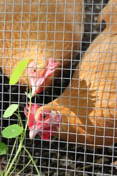 three chickens in a cage with green plants growing out of the ground behind them and one is looking at the camera