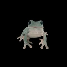 a green frog with black eyes sitting on top of a white surface and looking at the camera