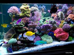 an aquarium filled with lots of colorful fish