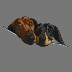 two dachshunds looking at the camera with their heads tilted to the side