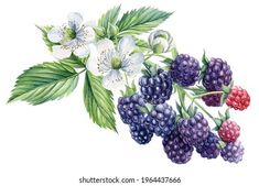 watercolor painting of berries and flowers on white background