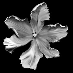 a black and white photo of a flower