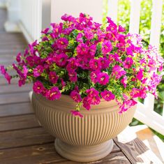 a potted plant sitting on top of a wooden table next to a white fence