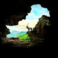 an animal standing on top of a rocky cliff