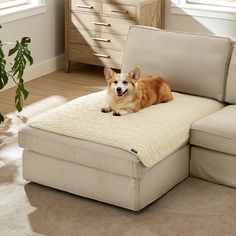 a dog laying on top of a couch in a living room