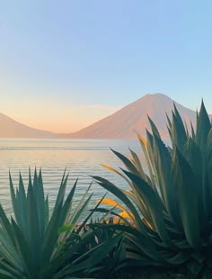 an image of the ocean at sunset with mountains in the backgrounnd and pineapples on the foreground