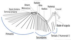 the structure of an insect's body