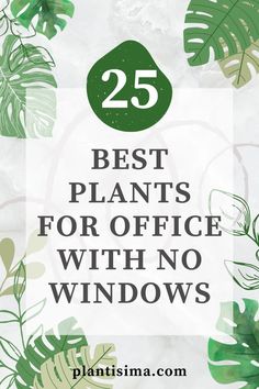 Learn some interesting facts and features of the 25 best plants for office with no windows. These low-maintenance plants will thrive even in such conditions. Small Office Ideas Business, Best Plants For Office, Office Without Windows, Office With No Windows, Decorate My Office At Work, Best Desk Plants, Plants For Office, Decorating Your Office At Work, Office Ideas For Work