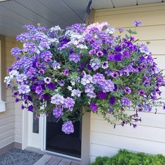 purple and white flowers hanging from the side of a house