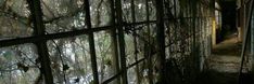 the inside of an abandoned building with vines growing on it