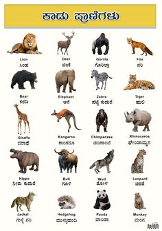 an animal chart with different types of animals and their names in the language, which is also