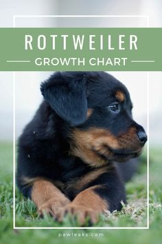 a puppy laying in the grass with text overlay reading rottweiler growth chart