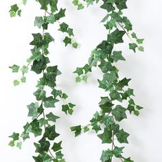 ivy growing on the side of a white wall