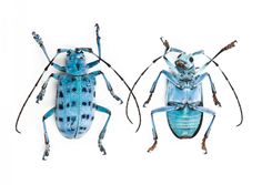 two blue bugs sitting next to each other