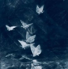 a group of white butterflies flying over water