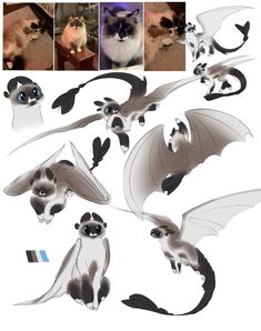 several images of cats and bats in various stages of flight, with one cat looking at the camera