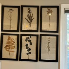 six framed pictures with different types of plants on them hanging on the wall in front of a window