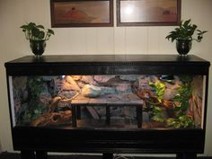 a fish tank with some plants on top of it and two pictures above the aquarium