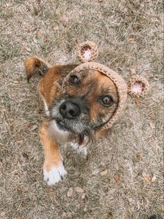 a dog wearing a hat with ears on it's head looking up at the camera