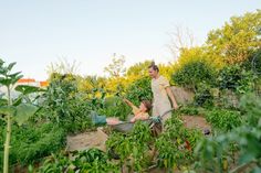 two people in a garden with lots of green plants and dirt on the ground, one holding a wheelbarrow