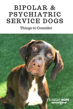 a brown and white dog sitting on top of a green grass covered field with the words,