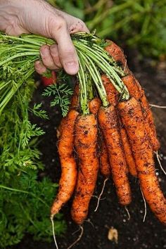 a person is holding carrots in their hand and they are ready to be picked from the ground