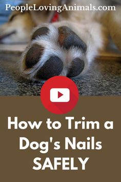 a dog's nails with the words how to trim a dog's nails safely