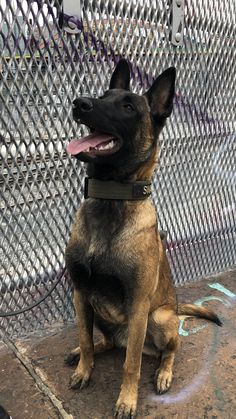 a dog sitting on the ground in front of a fence with his tongue hanging out