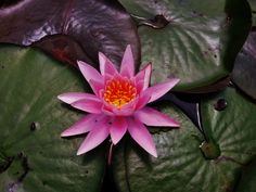 a pink water lily with yellow center surrounded by green leaves