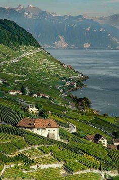 an aerial view of a wine estate with mountains in the background and water on the other side