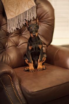 a small dog sitting on top of a brown leather chair