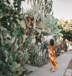 a woman in an orange dress walking down a sidewalk next to cacti and succulents