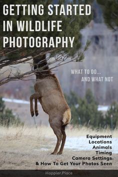 a deer is standing on its hind legs in front of a tree with the caption getting started in wildlife photography what to do and what not