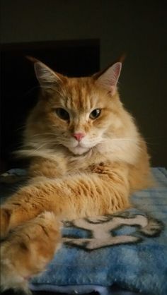 an orange cat laying on top of a blue blanket