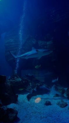 an aquarium filled with lots of different types of fish