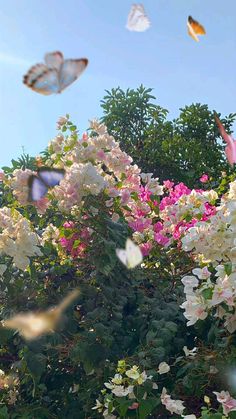 white and pink flowers with butterflies flying in the air above them on a sunny day