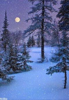 a snowy night with trees and the moon in the sky